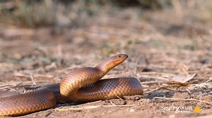 Start off #WorldSnakeDay by watching this epic battle between a hungry honey badger and a fearless mole snake. Both animals know enough to target each other's weak spot: the head. | Smithsonian Channel