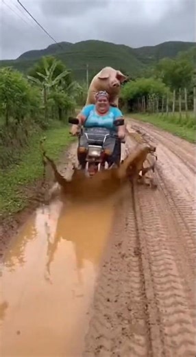 ¡Cuidado, Doña! 🚨💥 El lodo y el cerdo no perdonan 😭😂 #humor #funny #shortsvideo #comedia #fail