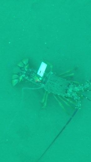 Incredible Underwater Footage of Curious Crayfish Feeding Behavior