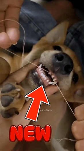 If Your Dog Has a Loose Tooth… Watch This! #dog #shorts
