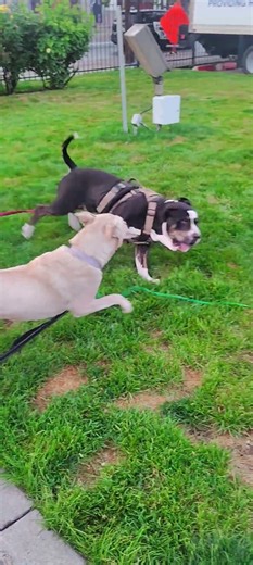 Is your pet acting up when they're usually well behaved? Chloe wouldn't stop eating grass X's 3 days