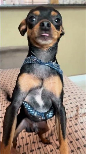 Pinscher viraliza com reação explosiva ao ouvir a palavra "rua"! 🤣🐶