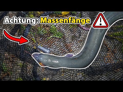Eel fishing on the river | Mega efficient and goby-free