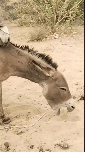 #realvideos #authenticclips #genuinefootage #unfilteredmoments #rawreality #truestories #candidvideos #liveaction #videofacts #reallife #documentarystyle #unscripted #originalvideos #videotruth #explorevideos #watchreal #discovertruth #videodocumentary #immersivevideo #realvids | Alai Calei