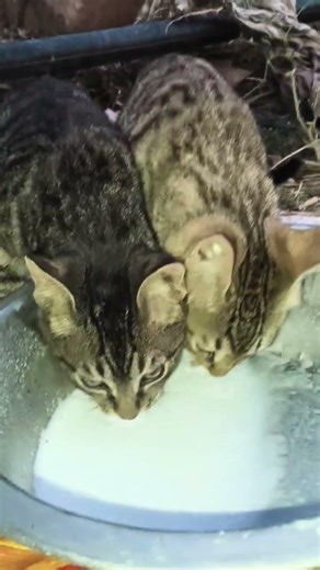 baby cat milk feeding