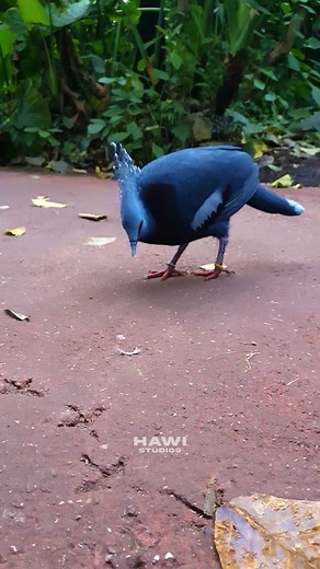 6.8K views · 473 reactions | Discover the Majestic Beauty of the...