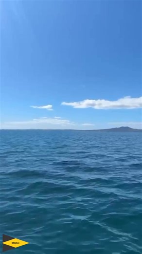 There was a little extra magic at MBSC today. Our morning of Starling match racing and Opti training was interrupted in the best possible way by visiting orca, beautifully captured by coach Naiomi Ferrissey. A moment our sailors won’t forget. 🐋✨ | Murrays Bay Sailing Club