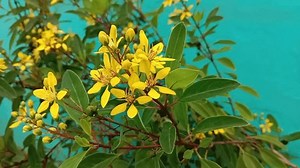 Beautiful Yellow Flower Galphimia Speciosa Plant Stock Footage Video (100% Royalty-free) 1106357445 | Shutterstock