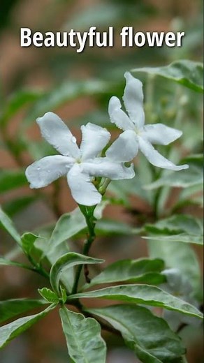 Foto makro sederhana bunga melati putih dengan kamera canon 6d dan lensa 28 135 mm #photography