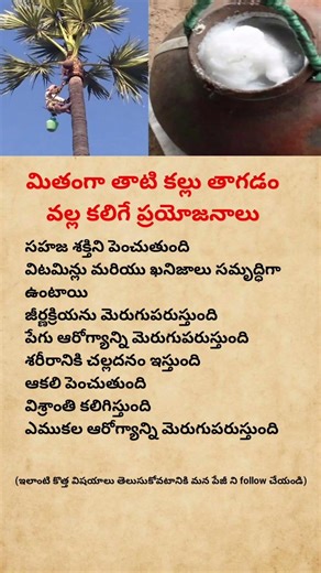 Amazing Health Benefits of | Palm Toddy You Didn’t Know #shorts#youtubeshorts