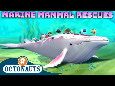 ​‪@Octonauts‬ - Marine Mammal Rescues 🐋⛑️ | 60 Mins+ Compilation | Underwater Sea Education