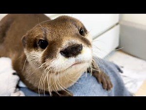 Aty and Ui's daily life [Otter life Day 483]