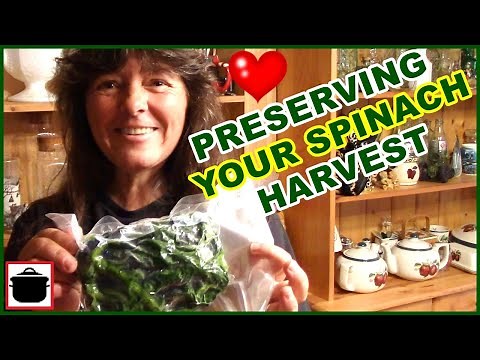 How To Freeze And Store Spinach ~ Preserving Your Spinach Harvest !