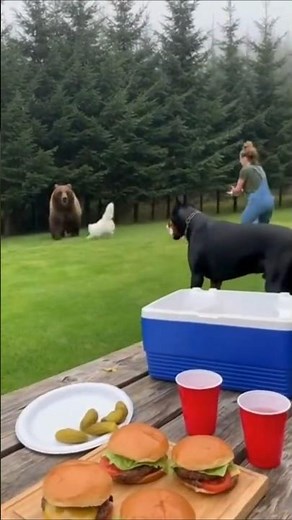 Doberman & Cat Team Up to Save Family From Backyard Bear 😱🐻🐶🐱