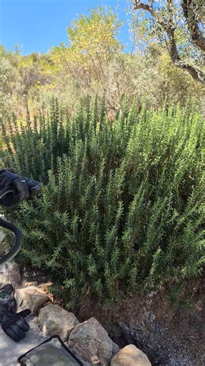 7.3K views · 137 reactions | SUB ADULT BOOMSLANG • Scientific name:...