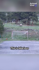 99K views · 1.7K reactions | This soccer game just got even gamier. 龜 ⚽️ #animalkind #elk #soccer #cuteanimals #goodnews #cutemoment | Humankind | Facebook