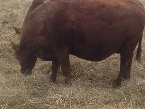 Grass Genetic Heifers, Cows and Steers