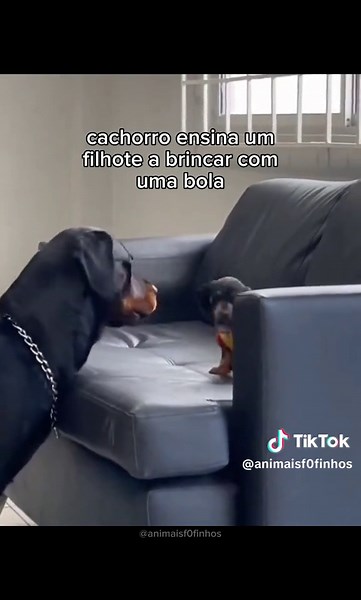 Tubarãozinho Fofo: Gato, Cachorro, e Corvo Interagindo!