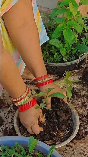 Grow Jamun at Home! 🏡