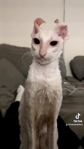 Meo and Sirius on Instagram: "Happy Sirius Alien Monday  #mondaymood #alien #ufo #influencer #siriusmonday . . . #grumpycat #funnycats #cutecats #mondayface #ilovemycat #catsworld #catsofinstagram #instacats #cornishrex #cat_features #kitten #topcatphoto #kittylove #catloversclub #catloversworld #instacats #мяу #catmemes #purrfect #meow #gatos #고양이 #猫"