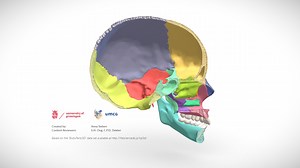 Sagittal cut of the human cranium and mandible - Download Free 3D model by E-learning UMCG (@eLearningUMCG)