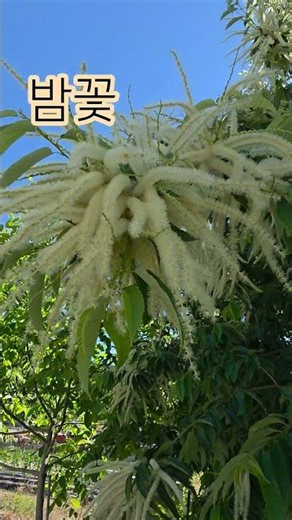 밤꽃이 활짝핀만개입니다!밤꽃향기가 조아요대단합니다!#산책 #밤꽃향기