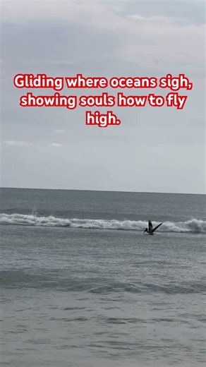 ‘Racing waves from above,filling the air with fearless fly#bird #hyfly #love #occean #fly#life#viral