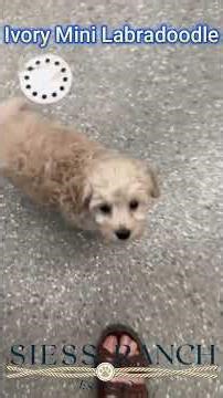Training a Mini Labradoodle Puppy with Yes and No command