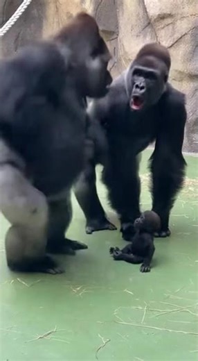 Gorilla reacts poorly to the news! 😱😨😂🐾