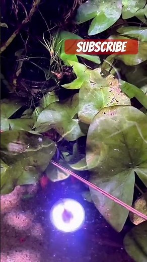 How Often Do Platy Fish Breed? 🐠 | Quick Guide