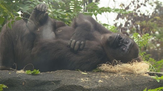 'I'm just over the moon': Baby gorilla born at Cincinnati Zoo to mom Gladys and dad Mbeli