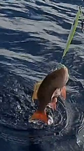 56K views · 327 reactions | Monster Mutton Snapper #fishing #howtofish #tipsforfishing #catchingfish | South Florida Fishing Channel | Facebook