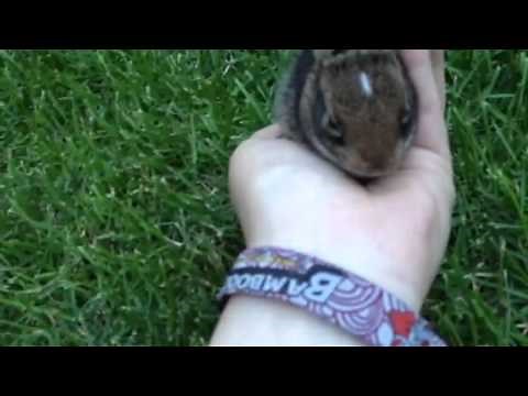 Wild cottontail Bunny being friendly