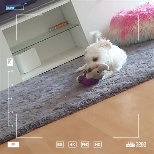 Nick Stall (@nick.stall)’s videos with Hör gut zu - Remastered 2002 - PUR