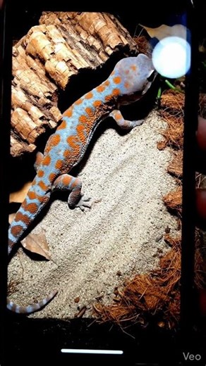 Tokay Gecko Hunting a Large Grasshopper struggling for it's life