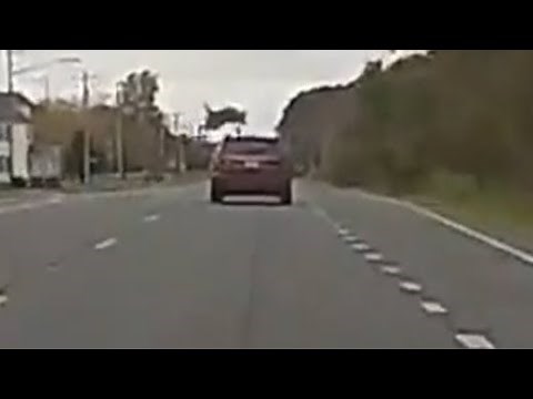 Watch: Deer's Jaw-Dropping Leap While Crossing Road