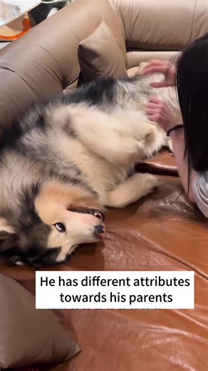 When dogs switch personalities every five seconds and keep everyone confused 🐶😂 #FunnyDogs #DogComedy #PuppyHumor #DogOwners #DogLife