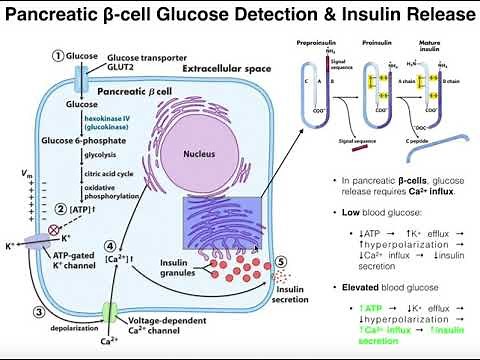 The Mechanism of Insulin Biosynthesis by Pancreatic β-cells