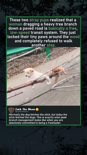 LAZY PUPPIES HITCH A RIDE