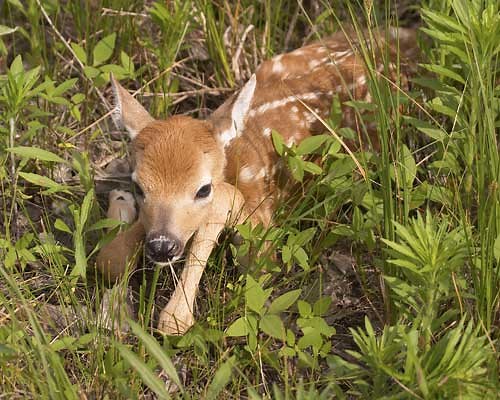 Discover Why Deer Leave Their Fawns