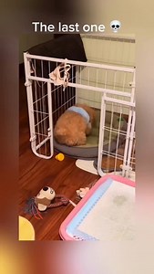 1.1K views · 8K reactions | When the beat drops and the zoomies hit at the same time  #dog #pet #dogsofinstagram #puppy #cute #funny #dogreels #pets #dance | Waggle & Whiskers | Facebook