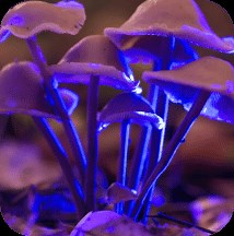 Psilocybin Cubensis vs Golden Teachers: The Differences