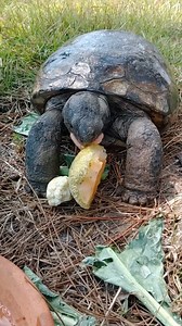 Happy Gopher Tortoise Day! - Let’s shell-ebrate these amazing creatures, including nature’s architect, Toby the Gopher Tortoise! Gopher tortoises dig burrows that serve as homes for over 350 other species—talk about community spirit! 🛑 Remember, they need our help to stay safe and thrive. Protect their habitats, spread the word, and join the conservation movement. Check out Toby’s charm in this quick video and see why we love her so much. | Alabama Gulf Coast Zoo