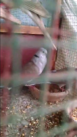 MOURNING DOVE MATING DANCE