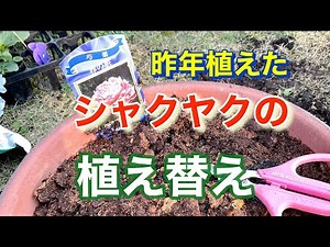 昨年植えたシャクヤクの植え替え