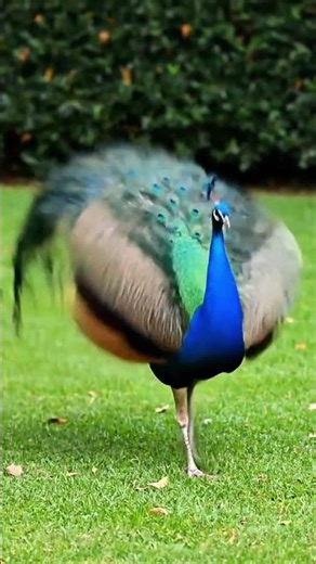 Indian Peafowl -Blue Peacock -(Pavo cristatus) ‪@BirdWorldDaily‬