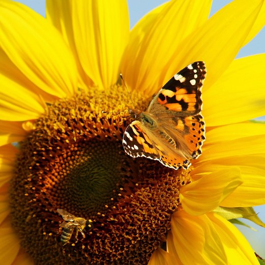 Identify and Attract a Painted Lady Butterfly