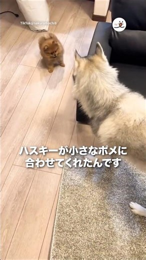 A husky that adapts to a small Pomeranian | PECO