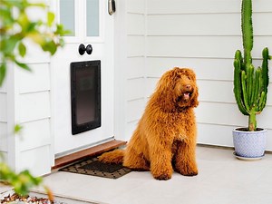 A Guide to Different Types of Pet Doors - Bunnings Australia