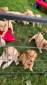 512K views · 35K reactions | The puppies are done with naps and now it’s time to plaaaaay!!! ❤️ #rainershinegoldens | Rainershine Golden Retrievers | Facebook